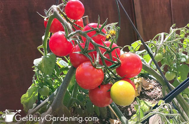 Beautiful tomatoes ready to pick