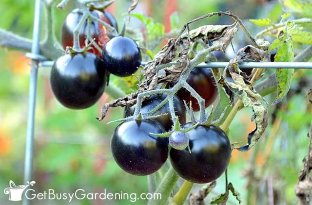 Black variety of cherry tomatoes