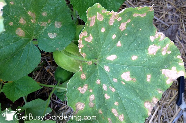Brown spots on cucumber leaves