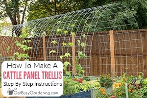 How To Make A Cattle Panel Trellis Arch