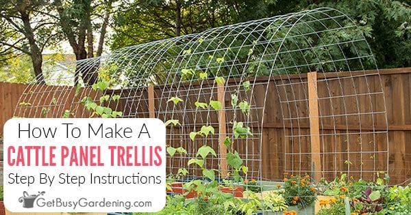 DIY: How to Make a Garden Trellis Using Chicken Wire