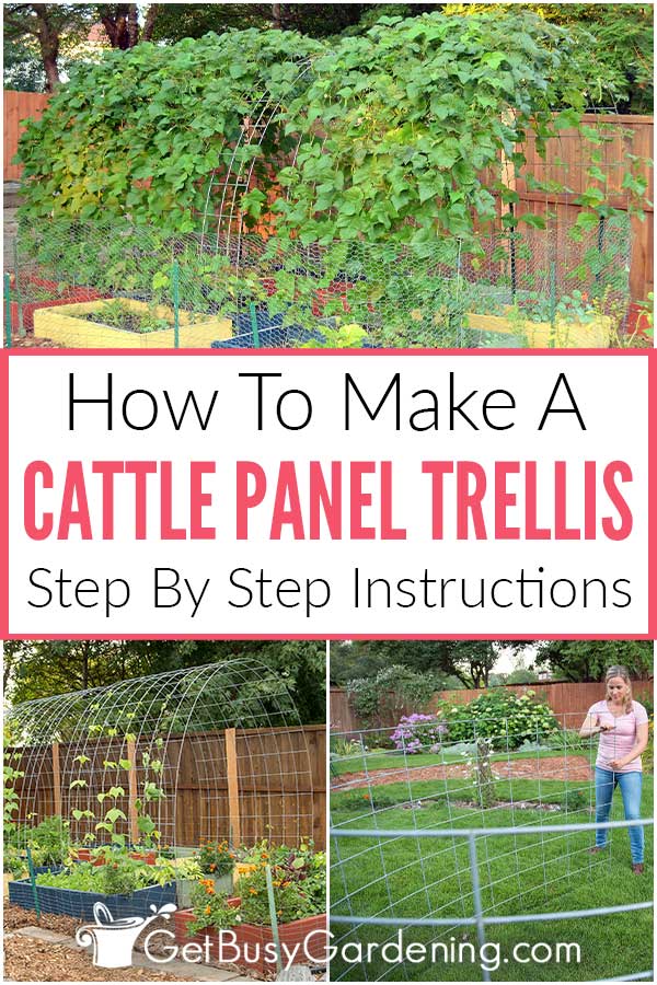 How To Make A Cattle Panel Trellis Step By Step Instructions