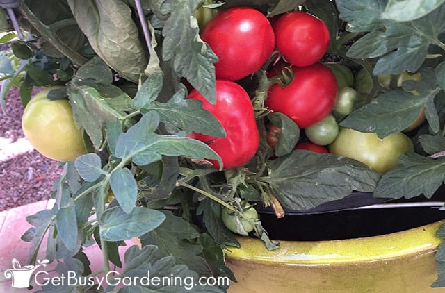 Closeup of red and green tomatoes in a container