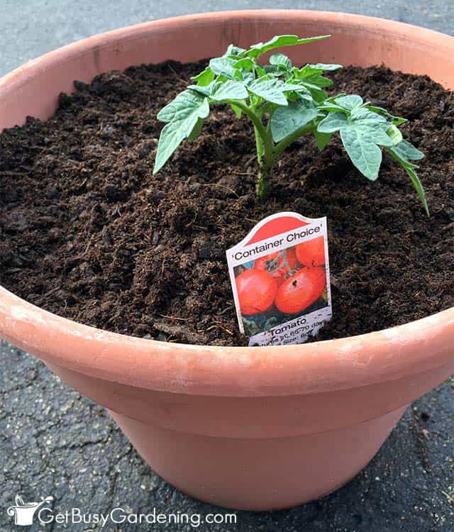 Container choice tomato planted in a pot