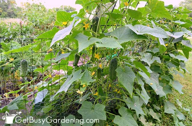 Cucumber plant growing on a trellis