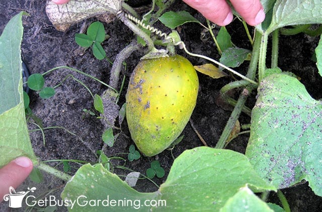 Cucumber turning yellow on the vine