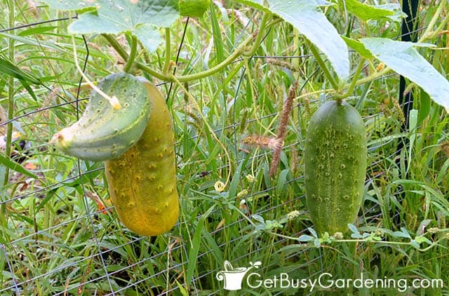 Cucumbers at different growth stages