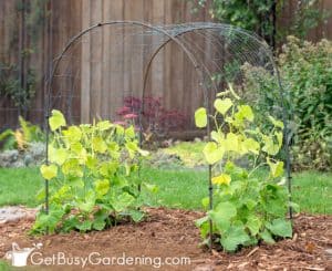 Cucumber Trellis Ideas - 13 Of The Best DIY Designs For Your Garden