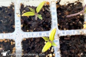 Growing Tomatoes From Seed - The Complete How To Guide