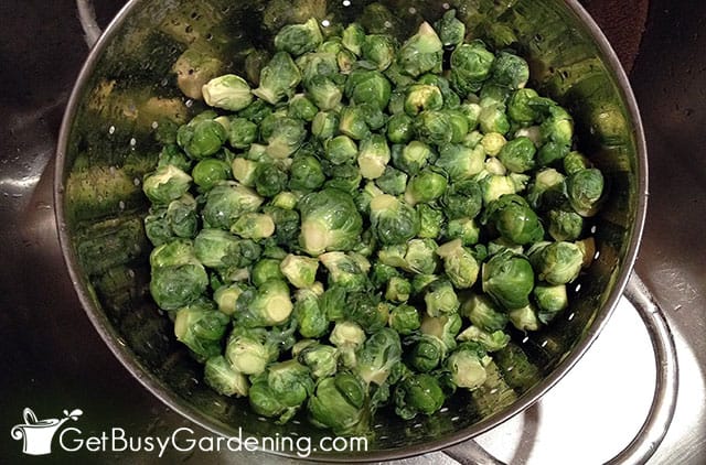 Freshly harvested homegrown brussels sprouts