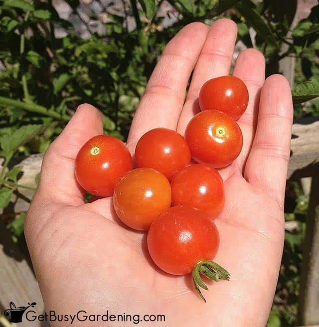 Freshly picked cherry tomato harvest