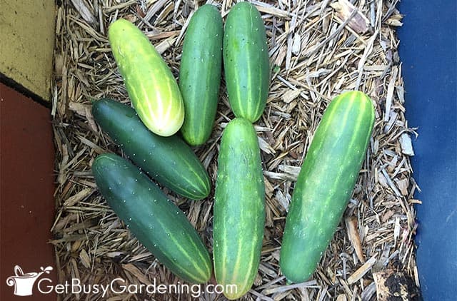 Freshly picked cucumber harvest