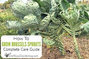 How To Grow Brussels Sprouts In Your Garden