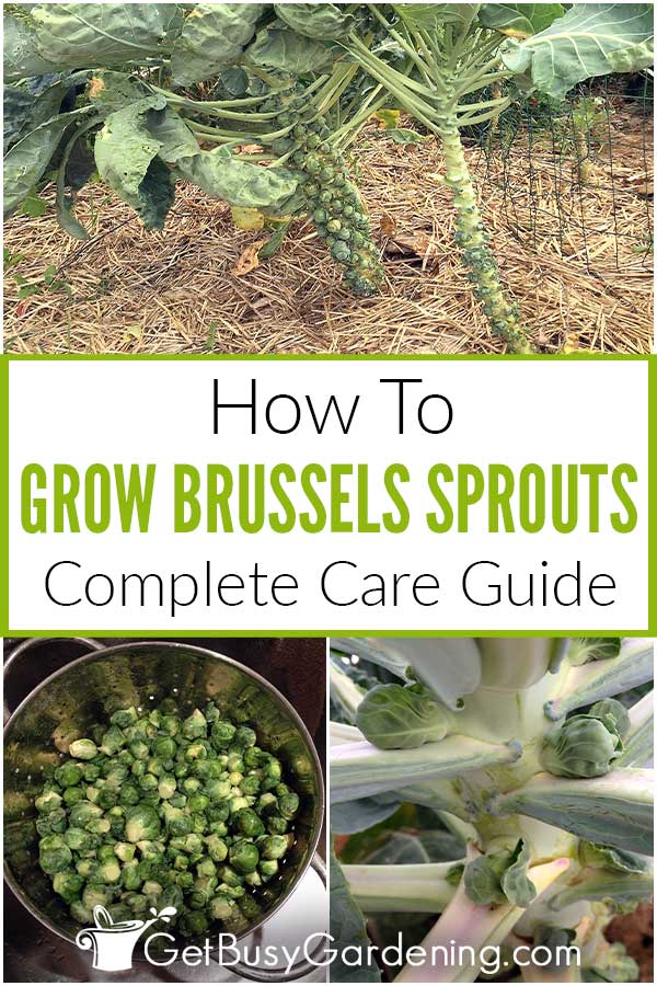 How To Grow Brussels Sprouts Complete Care Guide