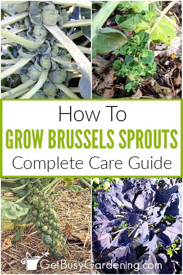 How To Grow Brussels Sprouts Complete Care Guide