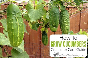 How To Grow Cucumbers In Your Garden