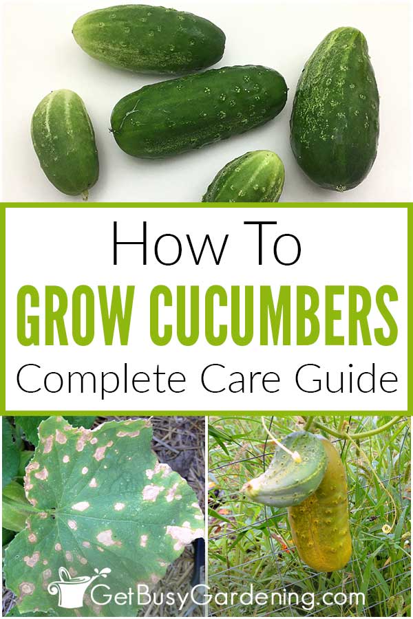 How To Grow Cucumbers Complete Care Guide