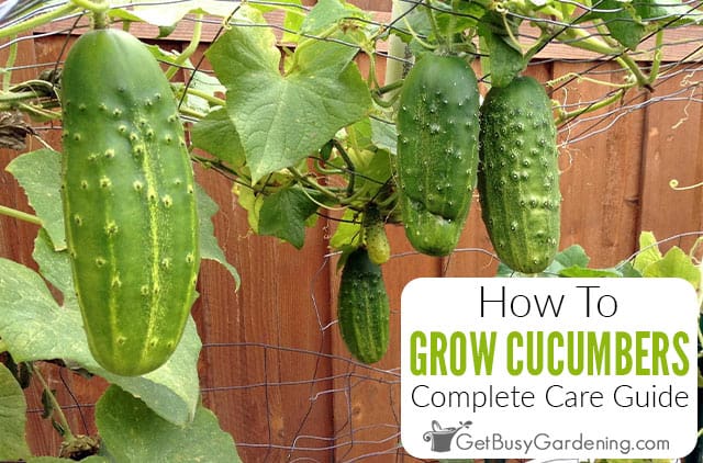 How To Grow Cucumbers In Your Garden