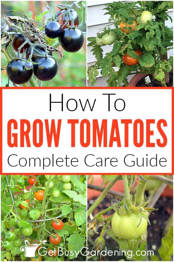 How To Grow Tomatoes Complete Care Guide
