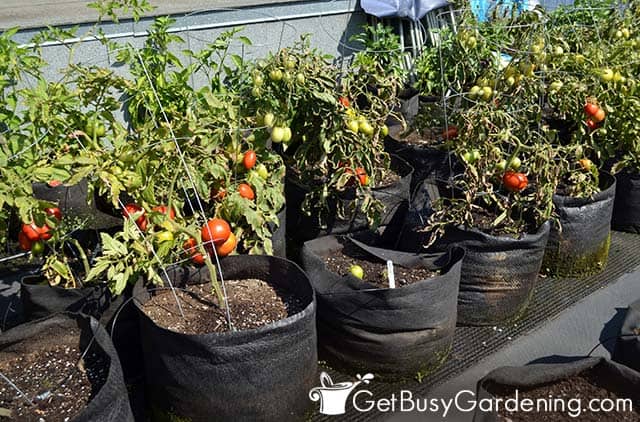 Growing tomatoes in fabric pots