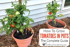 https://getbusygardening.com/wp-content/uploads/2022/02/growing-tomatoes-in-pots-300x200-1.jpg