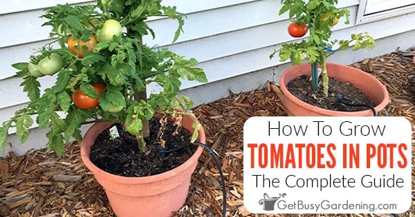 https://getbusygardening.com/wp-content/uploads/2022/02/growing-tomatoes-in-pots-FB.jpg
