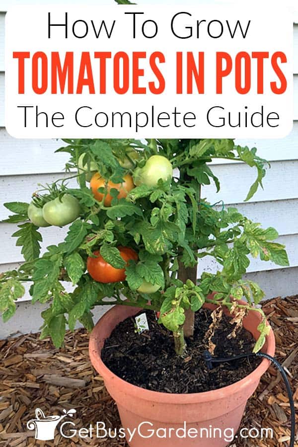 Growing Tomatoes In Pots & Containers - Complete How To Guide