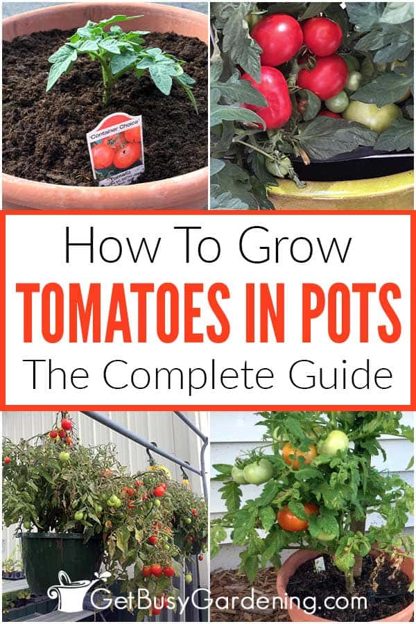 How To Grow Tomatoes In Pots The Complete Guide