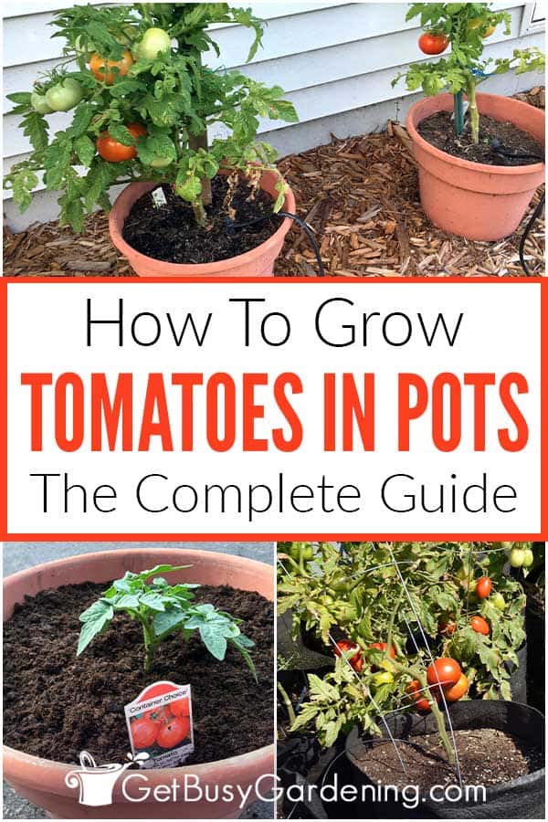 How To Grow Tomatoes In Pots The Complete Guide