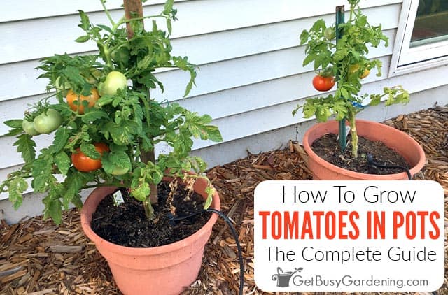 How To Grow Tomatoes In Pots