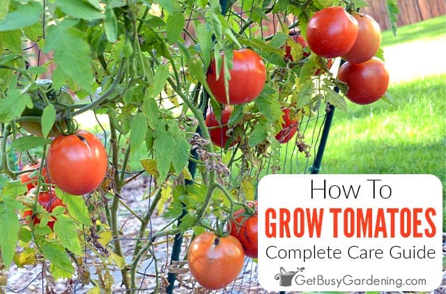 How To Grow Tomatoes At Home