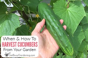 When To Pick Cucumbers & How To Harvest Them