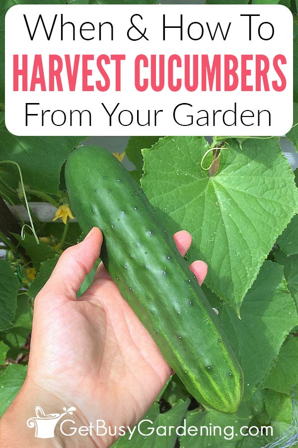 When & How To Harvest Cucumbers From Your Garden