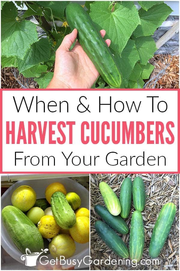 When & How To Harvest Cucumbers From Your Garden