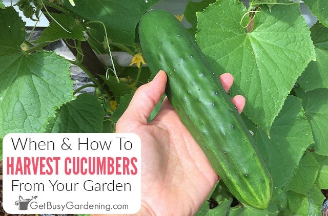 When To Pick Cucumbers & How To Harvest Them