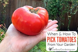 When To Pick Tomatoes & How To Harvest Them