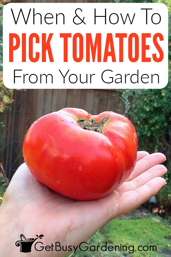 When & How To Pick Tomatoes From Your Garden