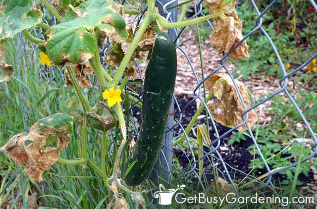 Long cucumber dangling from a fence