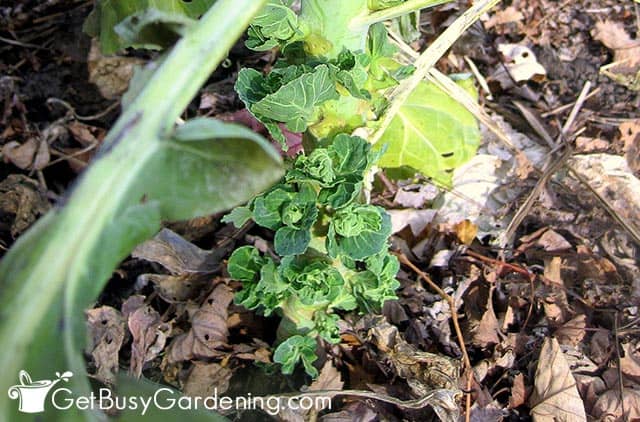 Loose heads on brussels sprouts plant