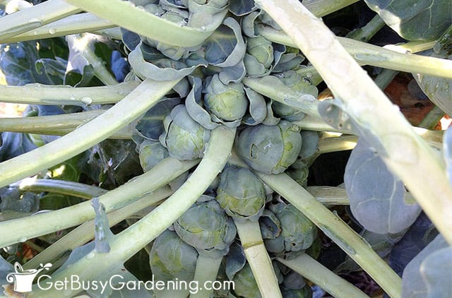 Mature brussels sprouts ready to pick
