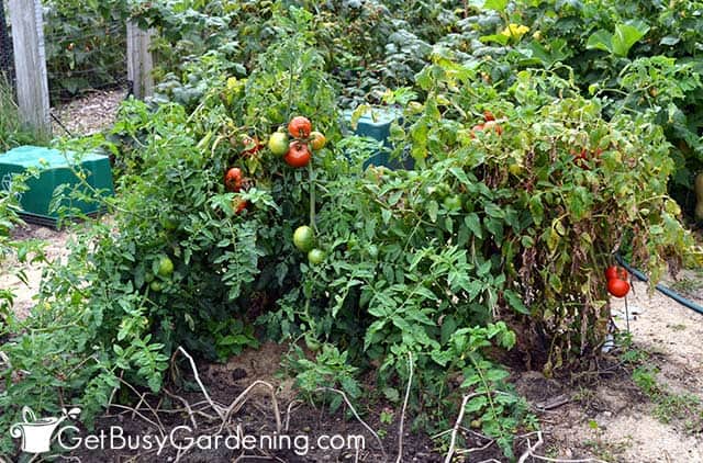 Mature tomato plants in the garden