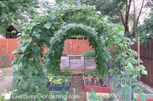 My large arch tunnel covered in vines