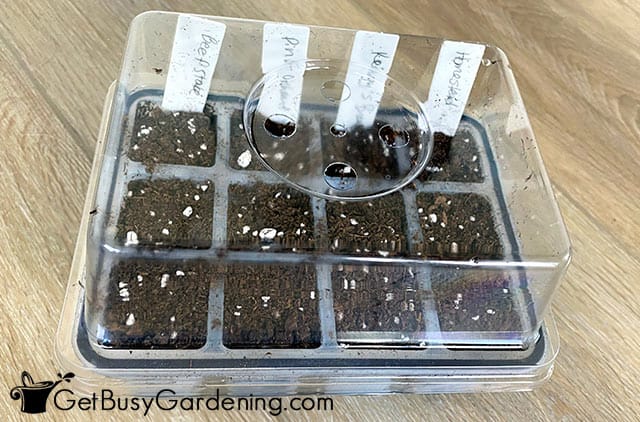 My tomato seeds planted in a covered tray