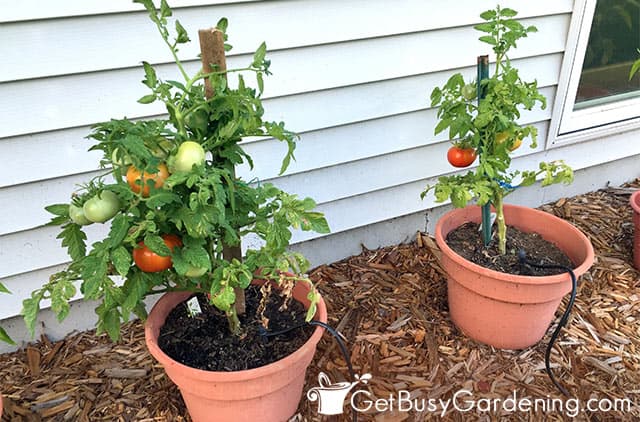Patio tomatoes growing in pots
