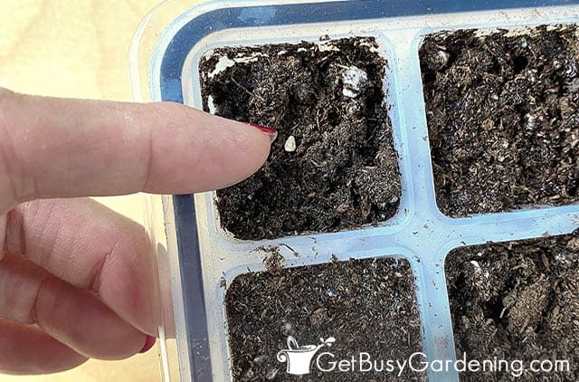 Planting tomato seeds indoors