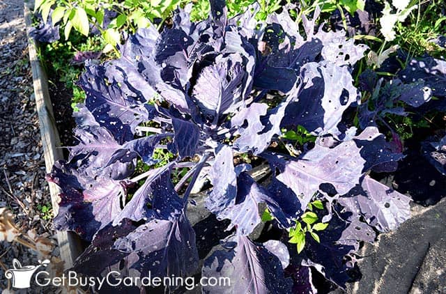 Purple heirloom brussels sprouts plant