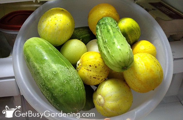 Putting cucumbers into the fridge after harvesting