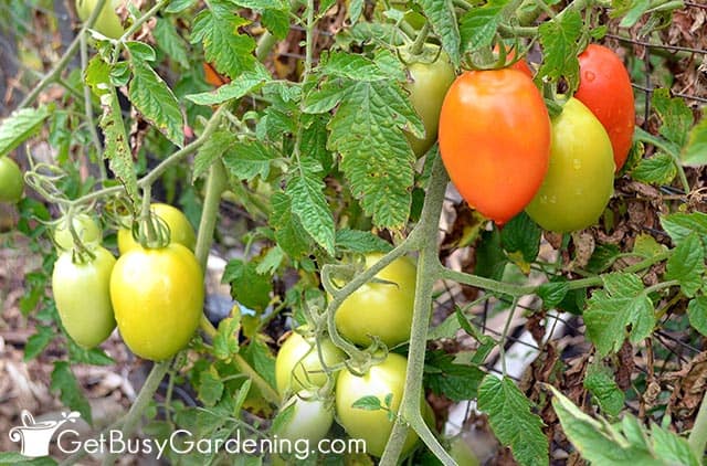 Romas at different growth stages