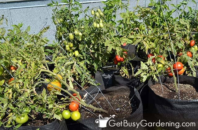 Tomato cages falling over in containers