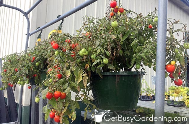 Tomato plants growing in hanging baskets